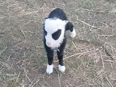 «Белорусская панда» из деревни стала звездой соцсетей — как она выглядит