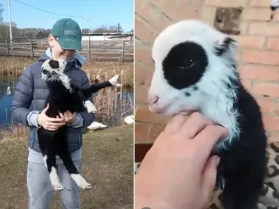 Помните овечку с окрасом панды? Стала известна её история