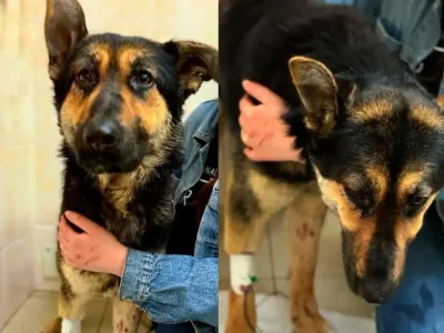 Белоруска наняла двух мужчин убить свою собаку — чем все закончилось