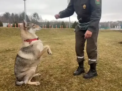 На пункте пропуска в Беларуси несёт службу полуволк
