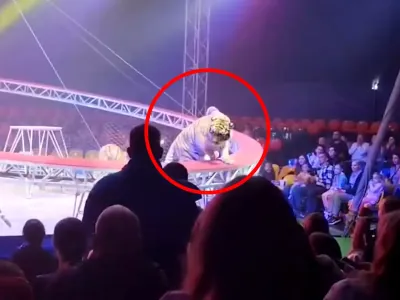 В России тигр выпрыгнул с арены к зрителям — видео