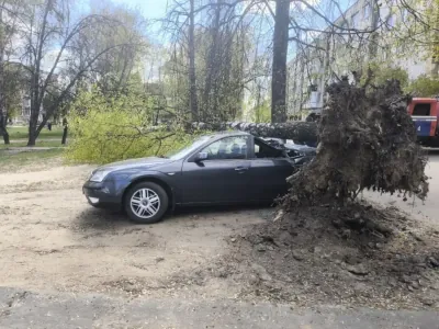 «Сюрприз» от непогоды: в Беларуси дерево рухнуло прямо на Ford