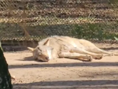 «А смысл на него спящего смотреть?» — женщина в Беловежской пуще потревожила волка и получила ответ