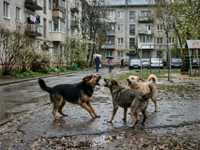Белорус украл собаку и покрасил её в чёрный, чтобы не узнали