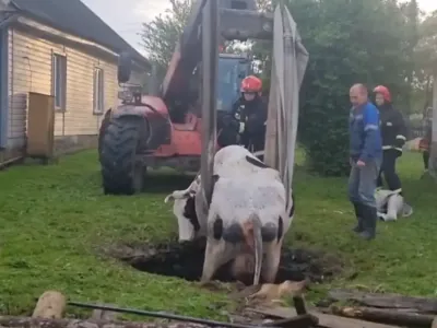 В деревне под Барановичами корова провалилась в канализационную яму — чем закончилось