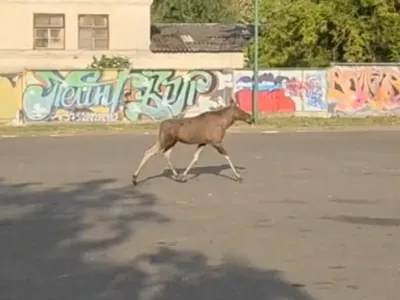 За одно утро в Бресте погибли косуля и лось