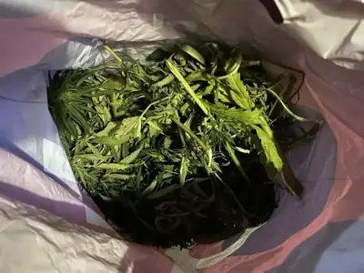Кобринчанин забрал дикорастущую марихуану домой — чем это закончилось