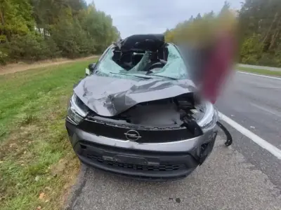 Лось выбежал на трассу М1 под Берёзой — пассажирка Opel получила травмы