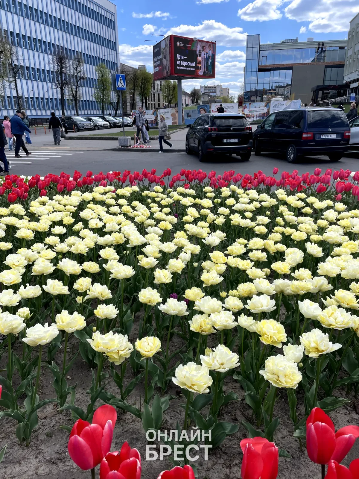 Вот такая красота в Бресте — видео от читательницы