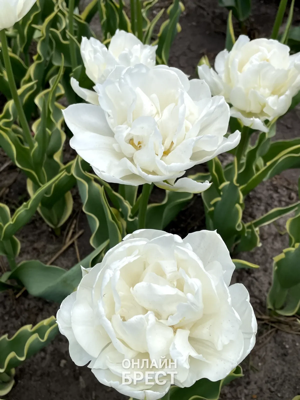 Вот такая красота в Бресте — видео от читательницы