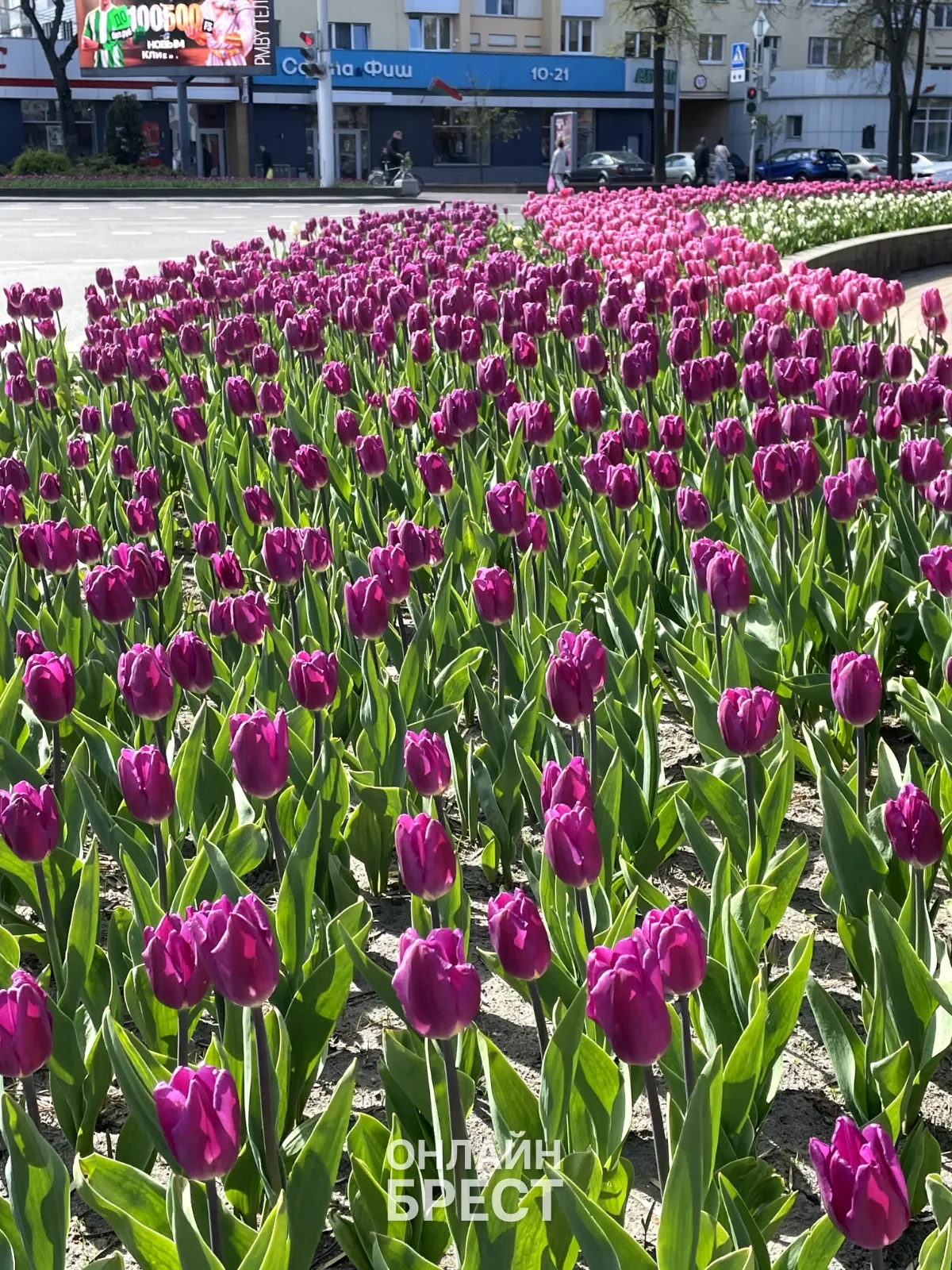 Вот такая красота в Бресте — видео от читательницы