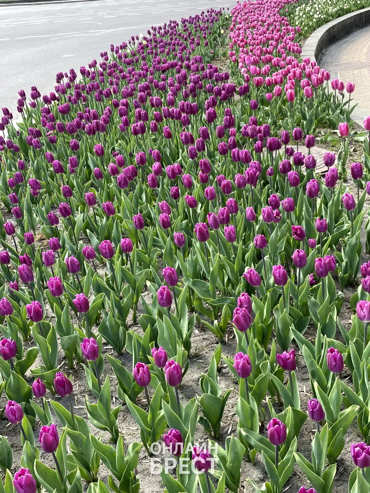 Вот такая красота в Бресте — видео от читательницы