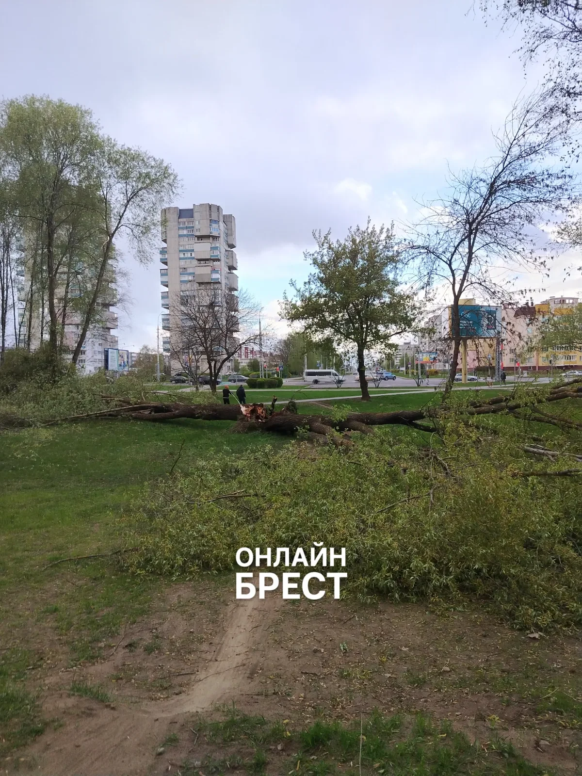 Читатель: В Бресте в парке на Востоке разломало дерево