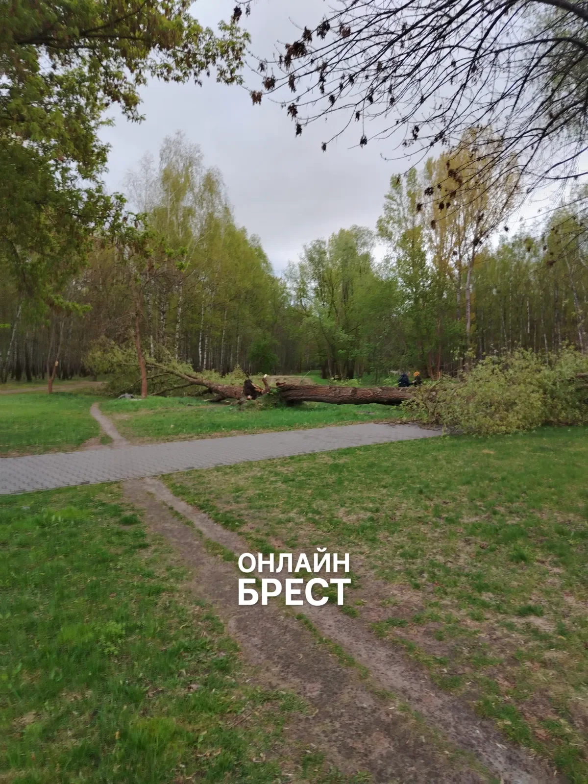 Читатель: В Бресте в парке на Востоке разломало дерево