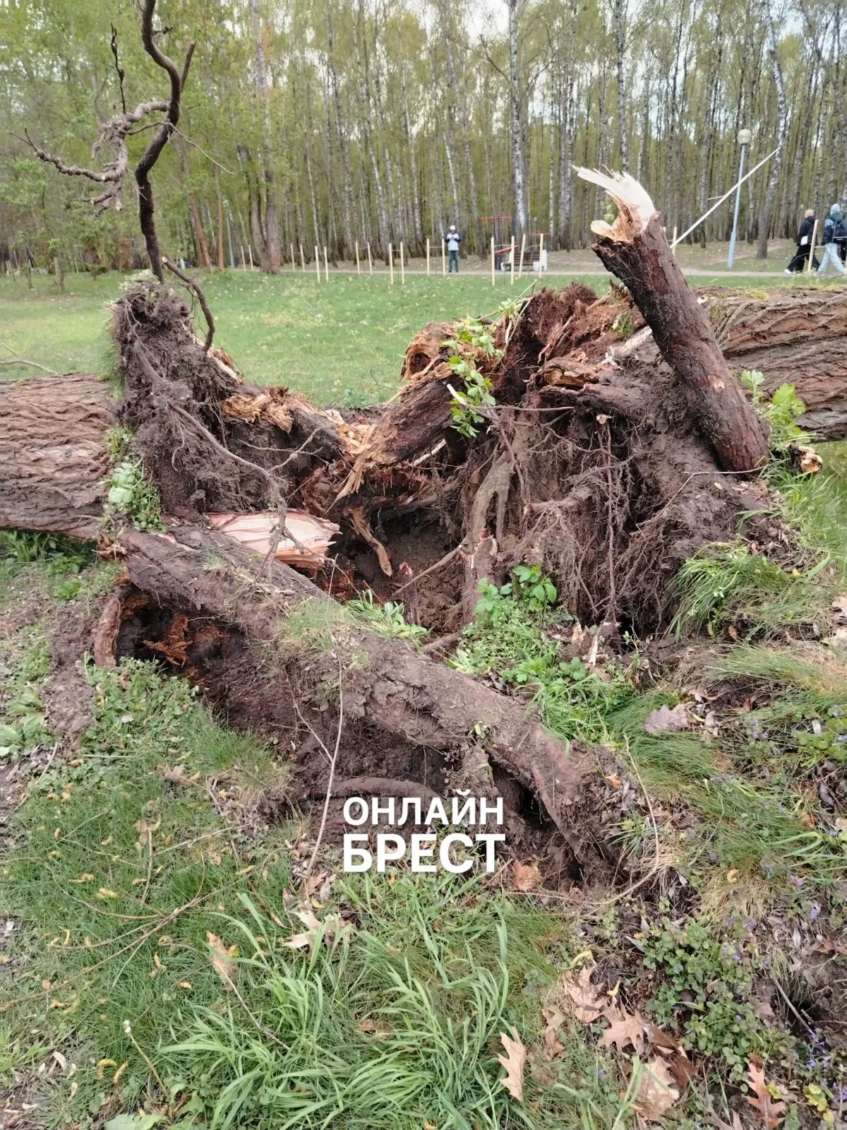 Читатель: В Бресте в парке на Востоке разломало дерево