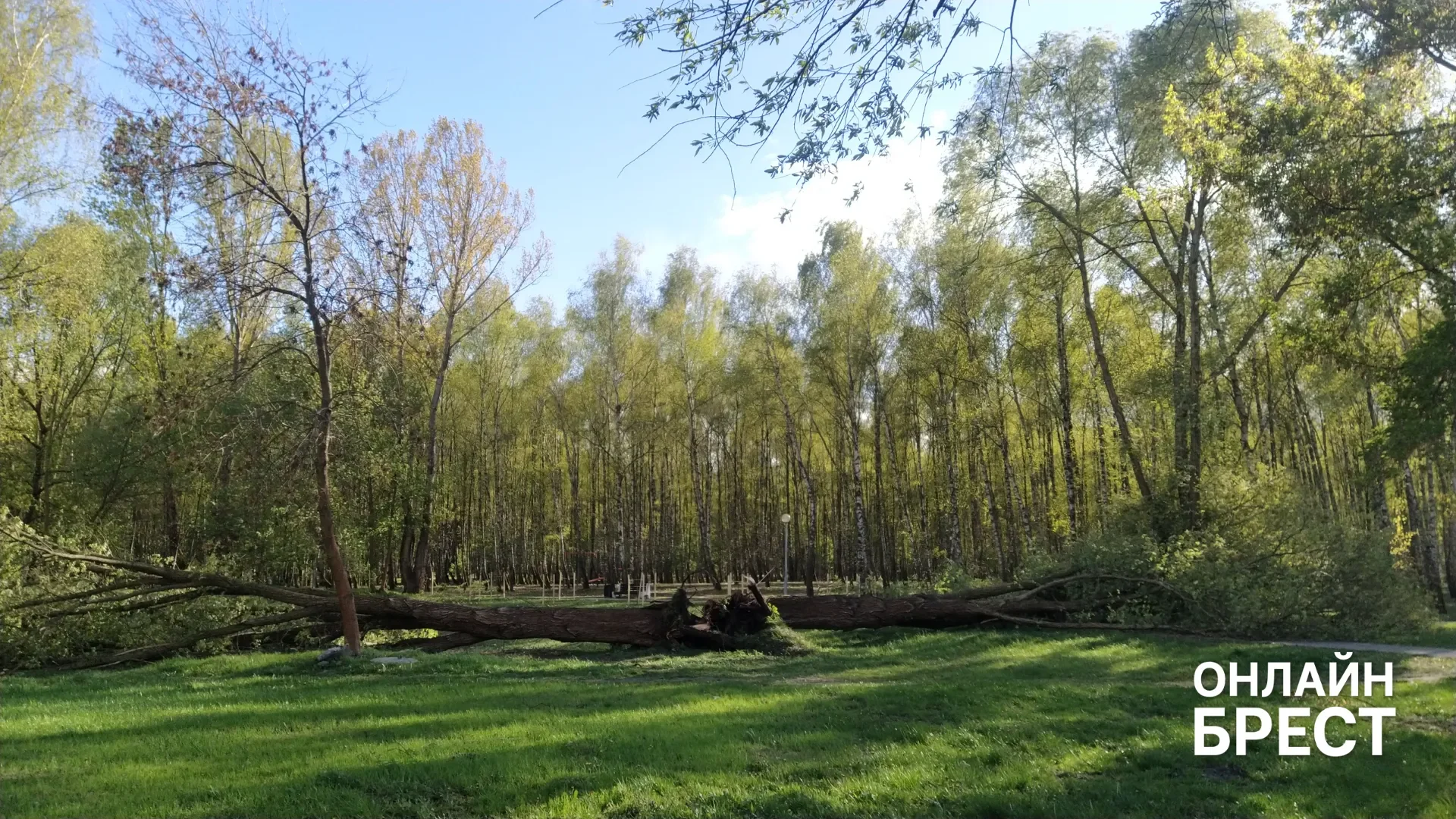Читатель: В Бресте в парке на Востоке разломало дерево