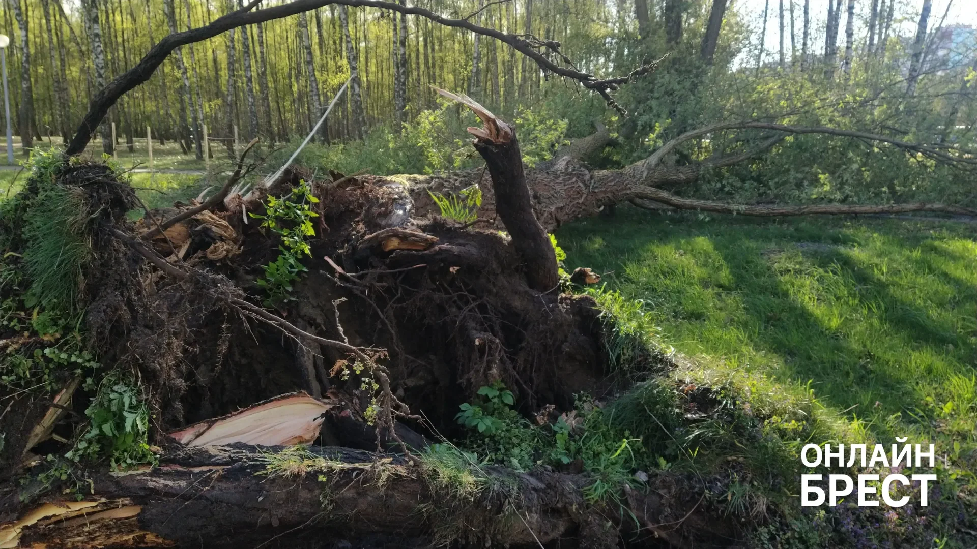 Читатель: В Бресте в парке на Востоке разломало дерево