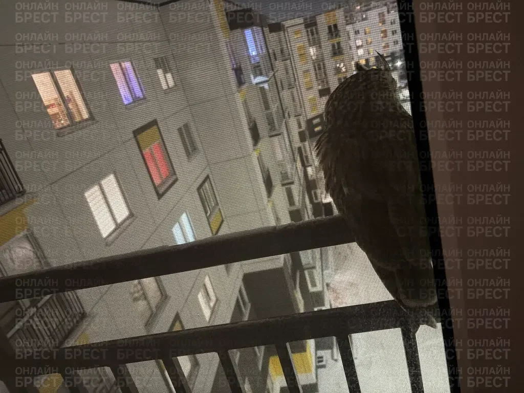 Читатель: Вот это встреча! Подошёл вечером к окну, а там, на уровне 7-го этажа, сидит это чудо. Филин или сова?