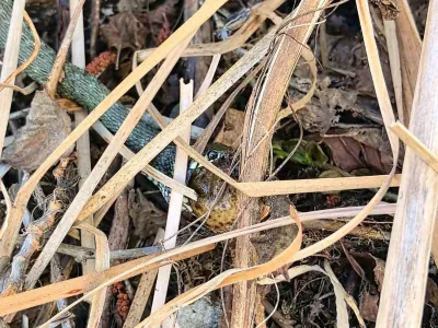 Читатель: Заснял в Бресте, как змея тащит пойманную лягушку