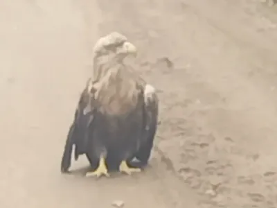 Читатель: Редкая встреча! Удалось увидеть огромную птицу