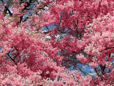 Посмотрите, как красиво цветёт сакура в Бресте — видео от читательницы