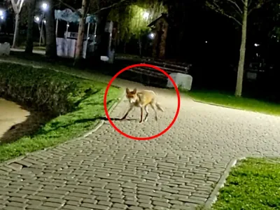 Читатель: Только что заметили лису в Бресте — бегала по парку