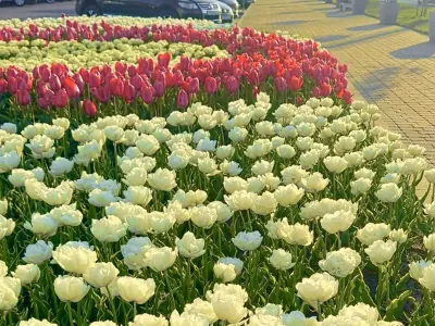 Вот такая красота в Бресте — видео от читательницы